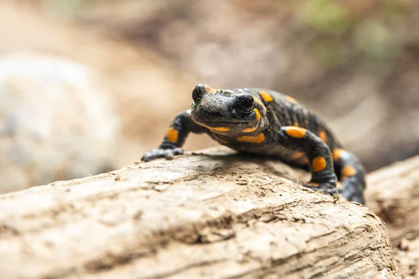 Salamandra plamista w lesie. — Zdjęcie stockowe