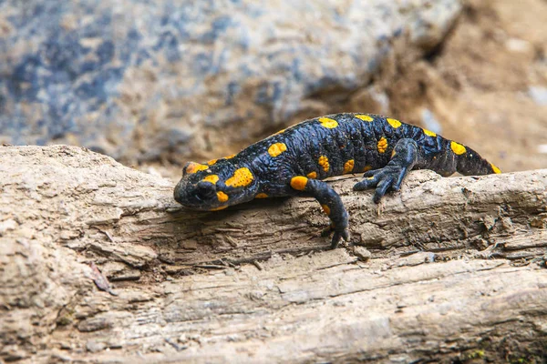 Salamandre tachetée dans la forêt . — Photo