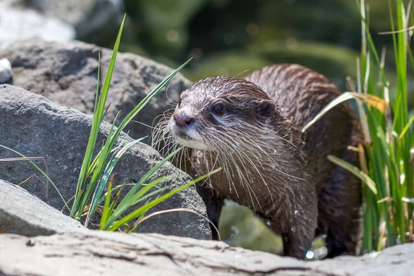 De Aziatische kleine-klauwde otter. — Stockfoto