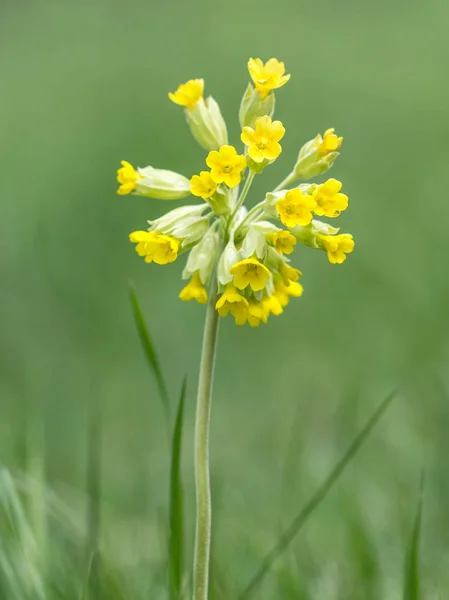 Flowering primrose on meadow. — Stock Photo, Image