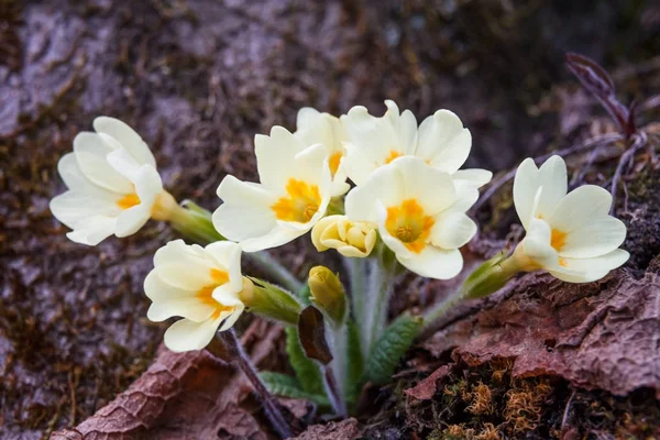 Ormandaki çiçekli çuha çiçeği. — Stok fotoğraf