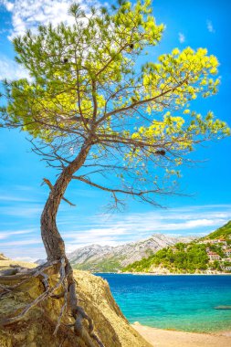 Hırvatistan Brela resort yakınlarındaki Adriyatik kıyısındaki bir ağaç.