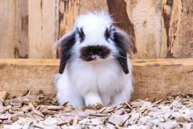 Siyah noktalar üzerinde tüylü bir ceket ile sevimli beyaz tavşan.