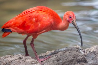 Kızıl aynak (Eudocimus ruber), kırmızı kuş.
