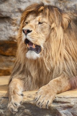 Bir aslan ile erkek portresi açık ağız ve büyük diş.