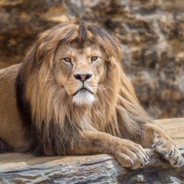 Sakin ama titiz bakışları olan bir aslan erkek portresi.