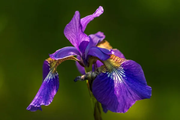 Violet iris flower. — Stock Photo, Image