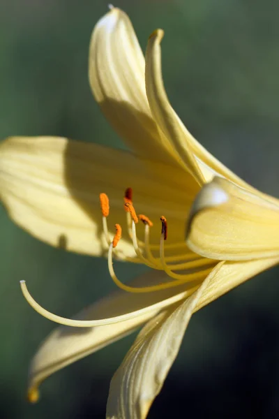 Virágzó sárga liliom virág. — Stock Fotó