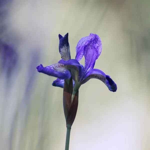 Violet iris flower. — Stock Photo, Image