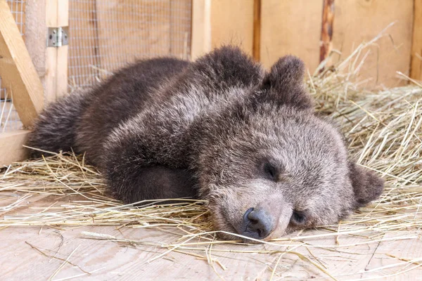 Sleeping young brown bear lying on a straw pod. — Stock Photo, Image