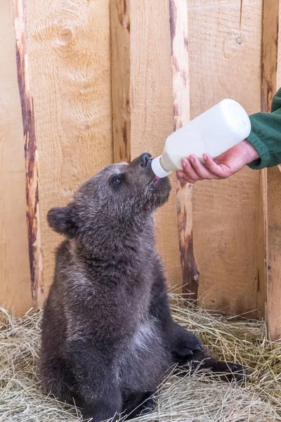 Carino giovane orso bruno che si nutre di latte da una bottiglia . — Foto Stock