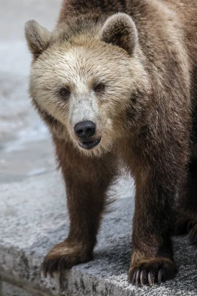 Portret dorosłych niedźwiedź brunatny. — Zdjęcie stockowe