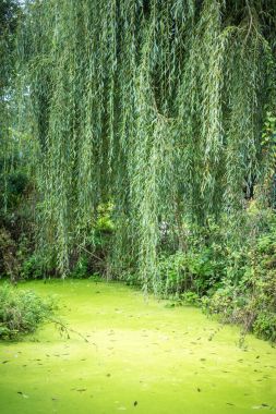 Yeşil Göl, bataklık ormandaki.
