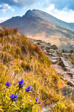 Willow centiyana çiçek.