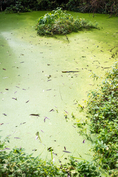 Green lake, swamp in the forest.