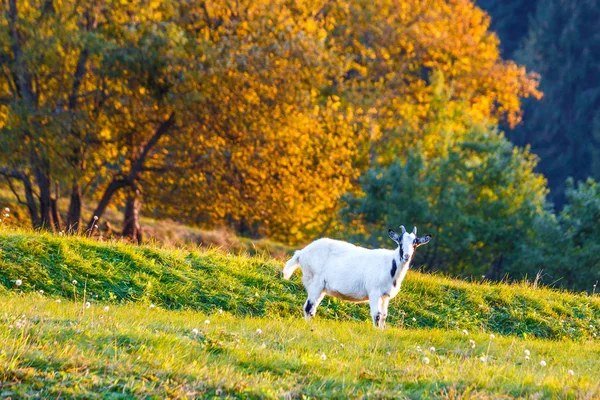Una cabra blanca pastando en un prado . — Foto de Stock
