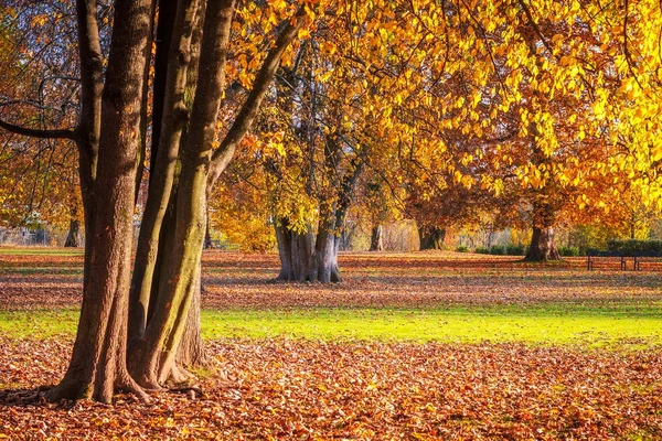 Árboles y hojas en un parque otoñal . —  Fotos de Stock