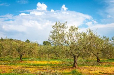 Güneşli bir gün boyunca olive grove ile kırsal manzara.