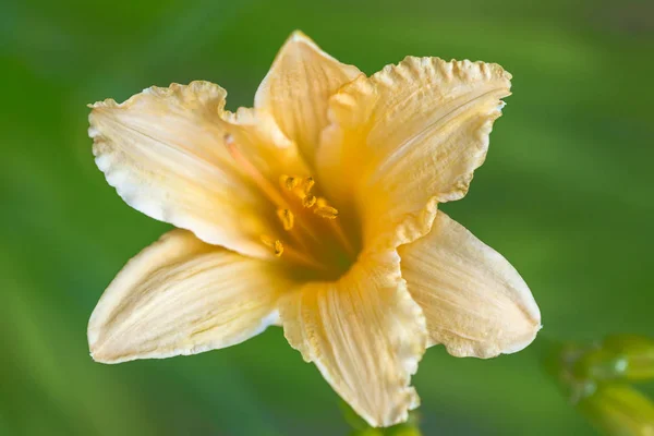 Virágzó sárga liliom. — Stock Fotó
