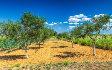 Güneşli bir gün boyunca ile zeytin grove manzara.