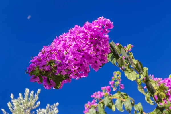 Bougainvillea magenta bloem. — Stockfoto