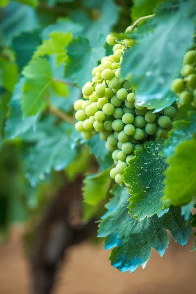 La vigne dans le vignoble . — Photo