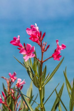 Nerium oleander çiçekler.