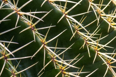 Çiçekli dikenli kaktüs.