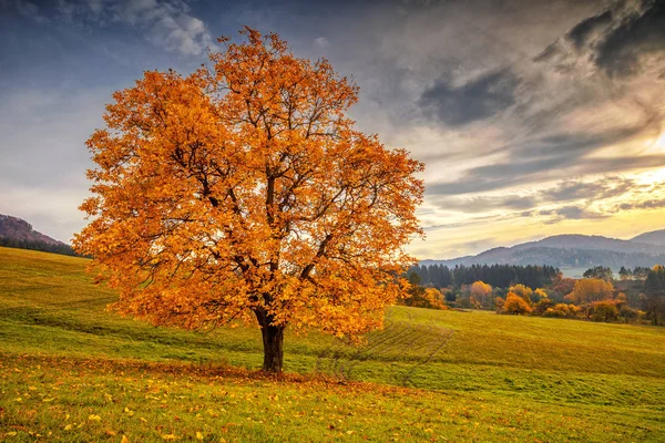 Un bellissimo albero deciduo . — Foto Stock