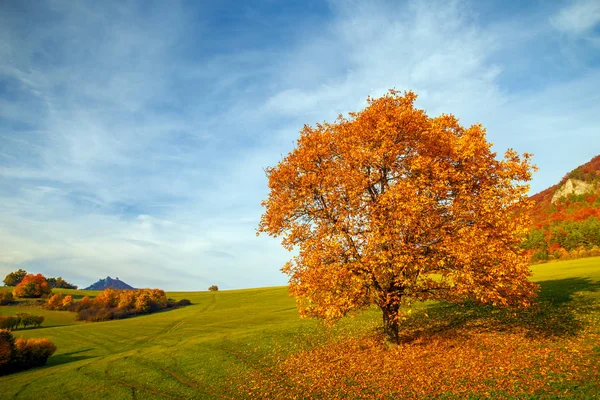 Een mooie bladverliezende boom. — Stockfoto