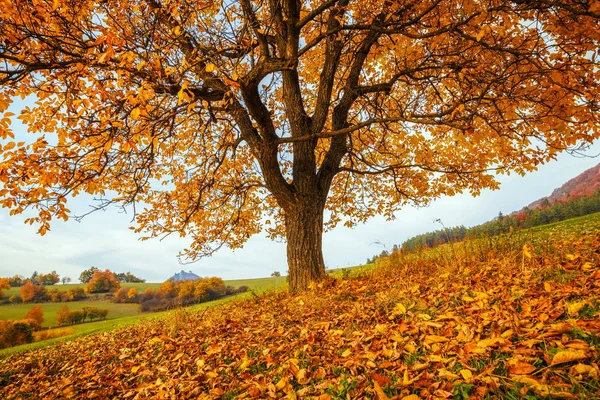 Ein schöner Laubbaum. — Stockfoto