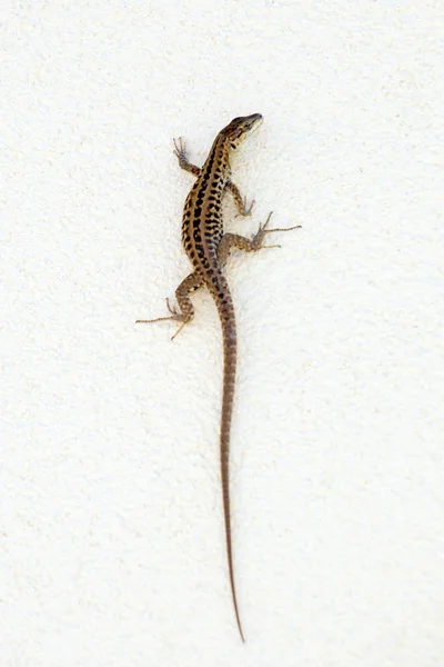 Un lagarto en la pared . —  Fotos de Stock