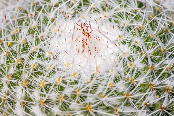 Kwieciste kolczasty Kaktus. — Zdjęcie stockowe