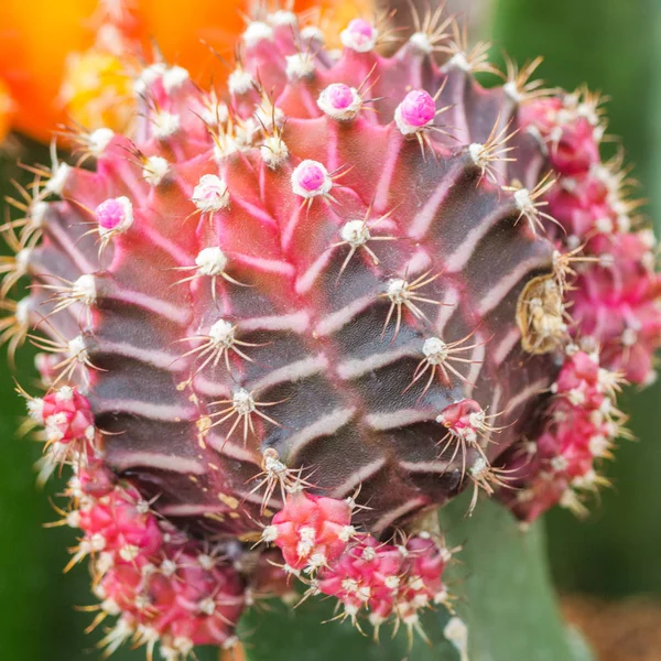 Kwieciste kolczasty Kaktus. — Zdjęcie stockowe