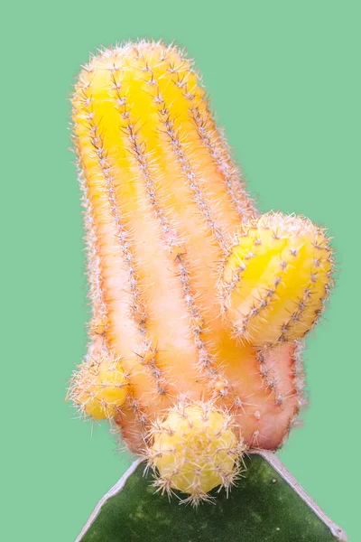 Virágos tüskés kaktusz. — Stock Fotó