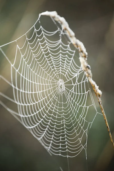 Teia de aranha na paisagem da manhã . — Fotografia de Stock