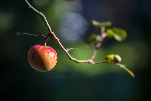 Ein reifer roter Apfel auf einem Baum. — Stockfoto