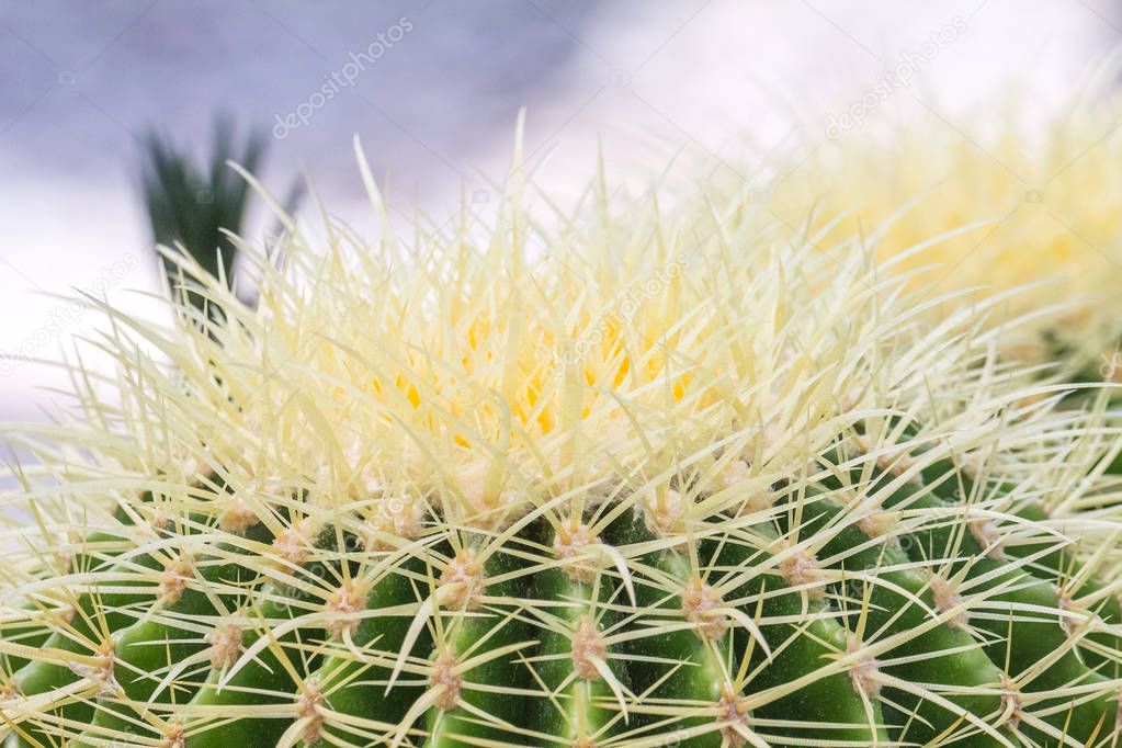 Flowery prickly cactus.