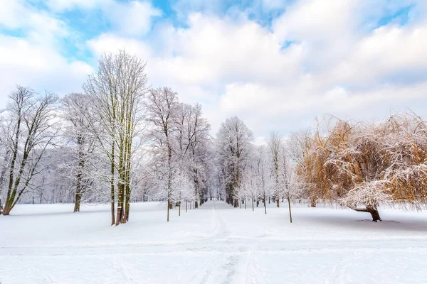 Tree park i vinter. — Stockfoto