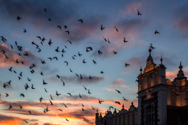 Flight of pigeons on the main market square.