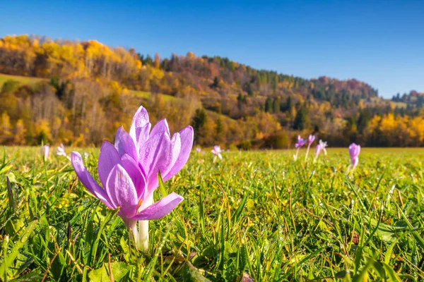 Crocus flower blooming on mountain meadow. — Stock Image Crocus flower blooming on mountain meadow. Stock Image