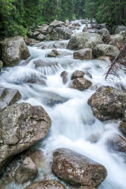 Dağ dere yüksek Tatras Milli Parkı, Slovakya.