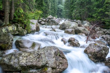 Dağ dere yüksek Tatras Milli Parkı, Slovakya.