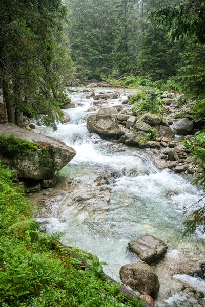 Hegyi patak, a Magas-Tátra, Szlovákia. — Stock Fotó