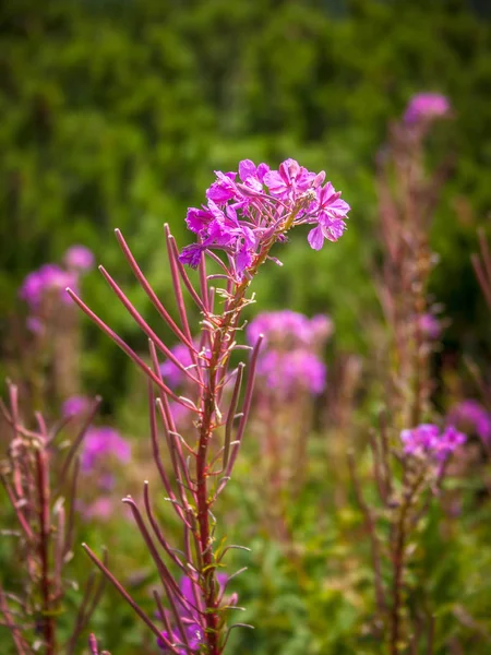 Chamerion angustifolium vulgarmente conhecido como flores de lareira . — Fotografia de Stock