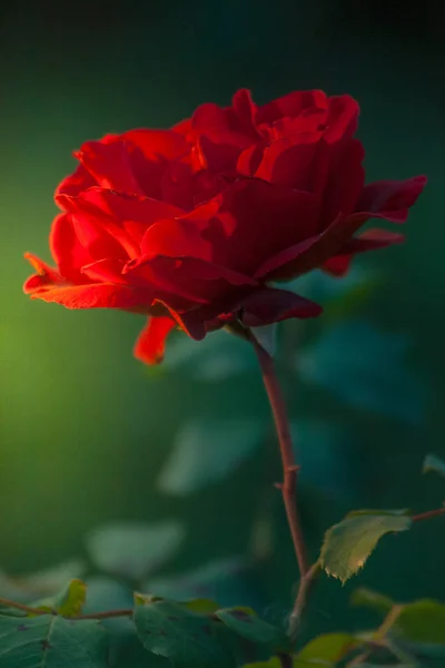 Ο κόκκινος αυξήθηκε λουλούδι άνθηση. — Φωτογραφία Αρχείου