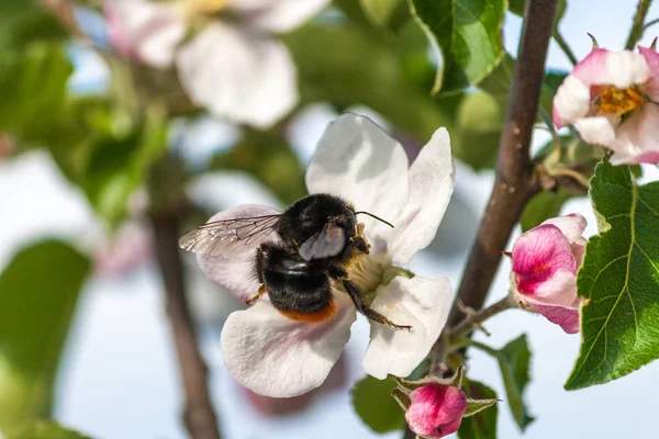 Bumblebee kiraz çiçekleri pollinates.
