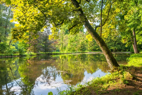 Árboles en un lago . —  Fotos de Stock