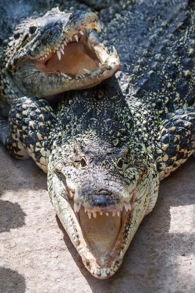 Le crocodile d'Amérique (Crocodylus acutus) ). — Photo