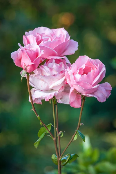 Fioritura rose rosa . — Foto Stock
